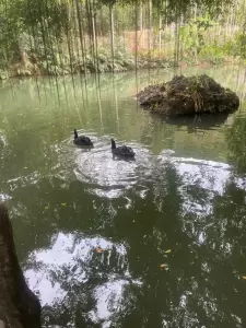 Фотография Pegas Touristik 5