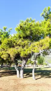 Фотография MIGRAS 4