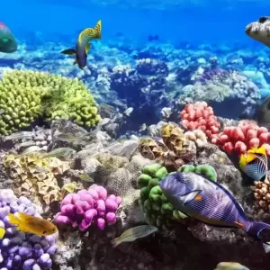 Фотография Coral Travel 4